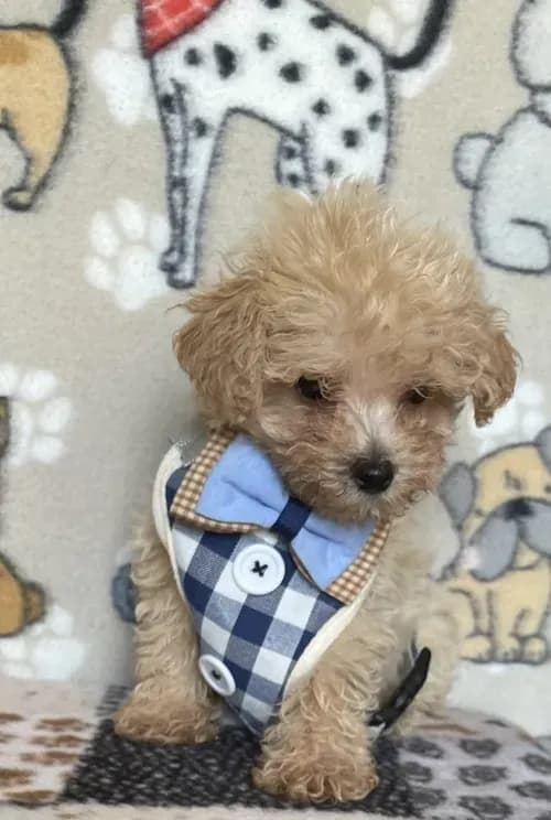 Gus