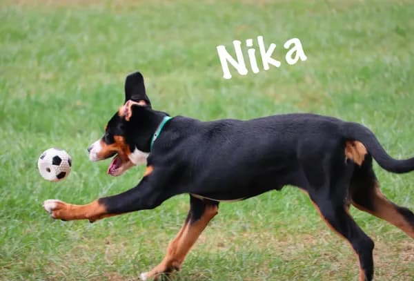 Nika