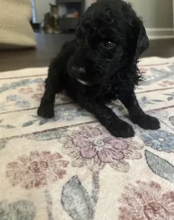 Frannie