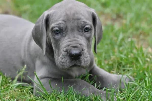 Blue Great Dane Puppy 6