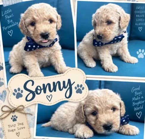 Sonny