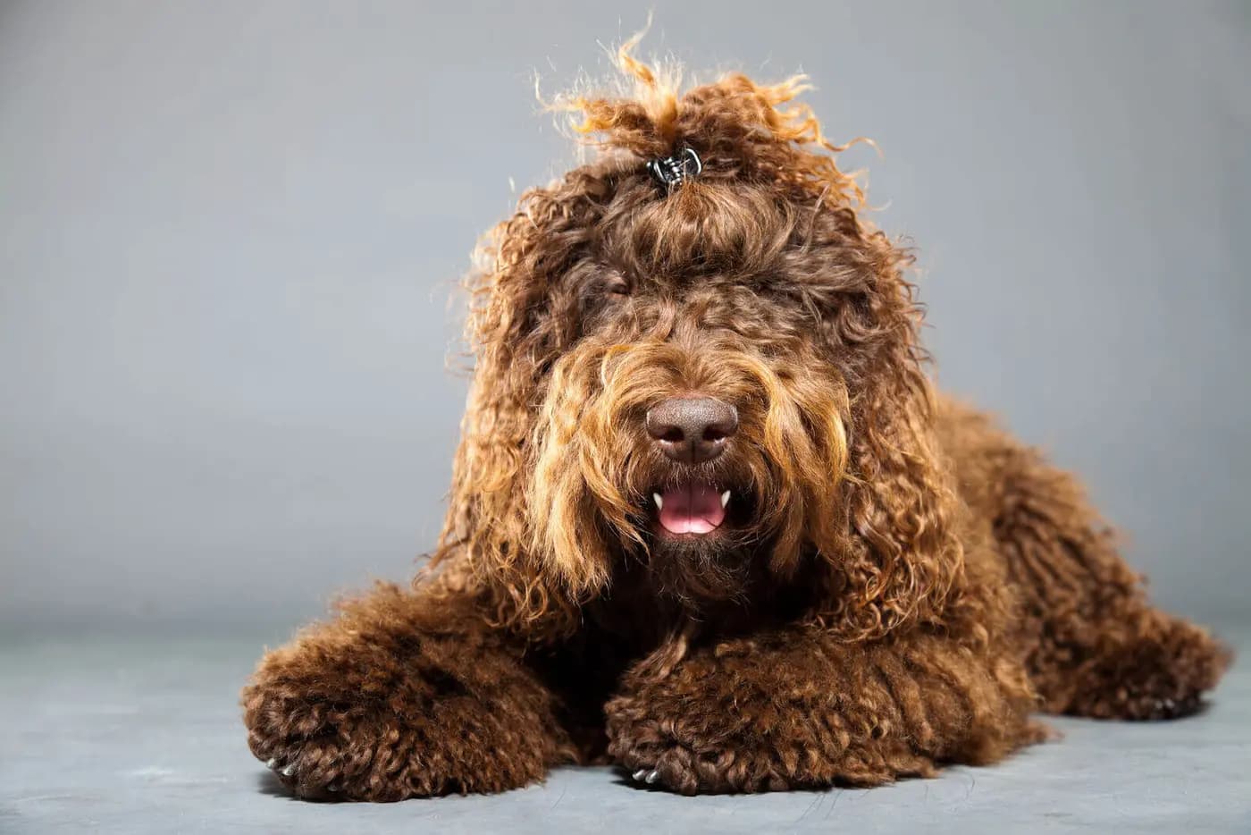 Barbet breed photo