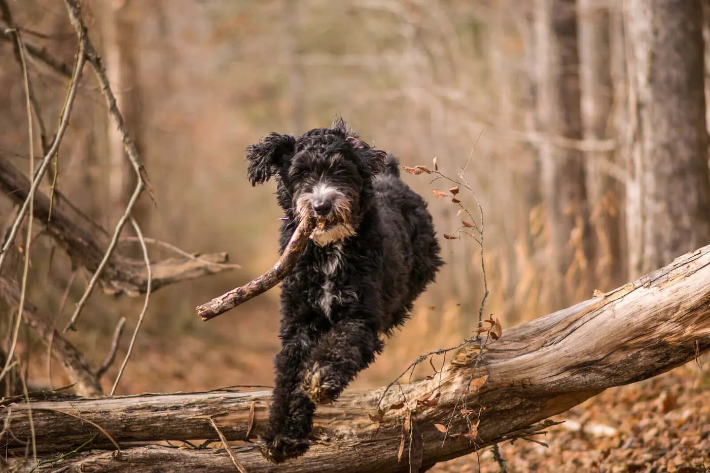 Aussiedoodle breed photo