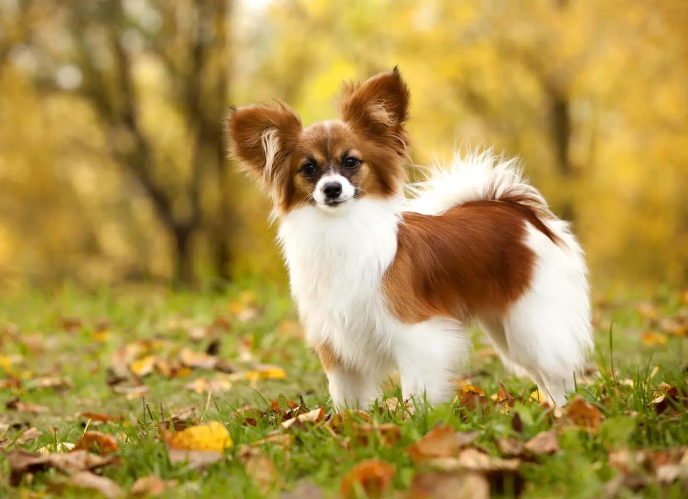 Papillon breed photo