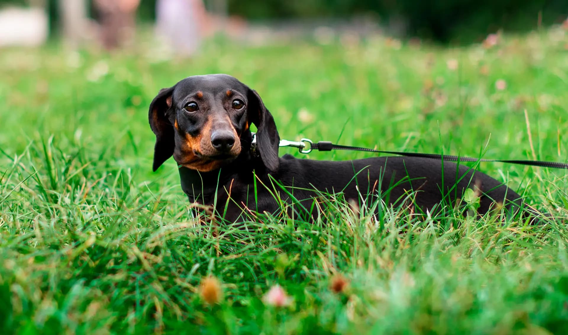 Miniature Dachshund breed photo