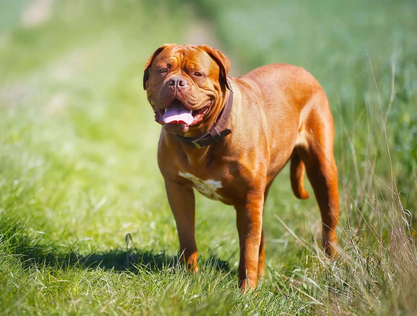 Dogue de Bordeaux breed photo