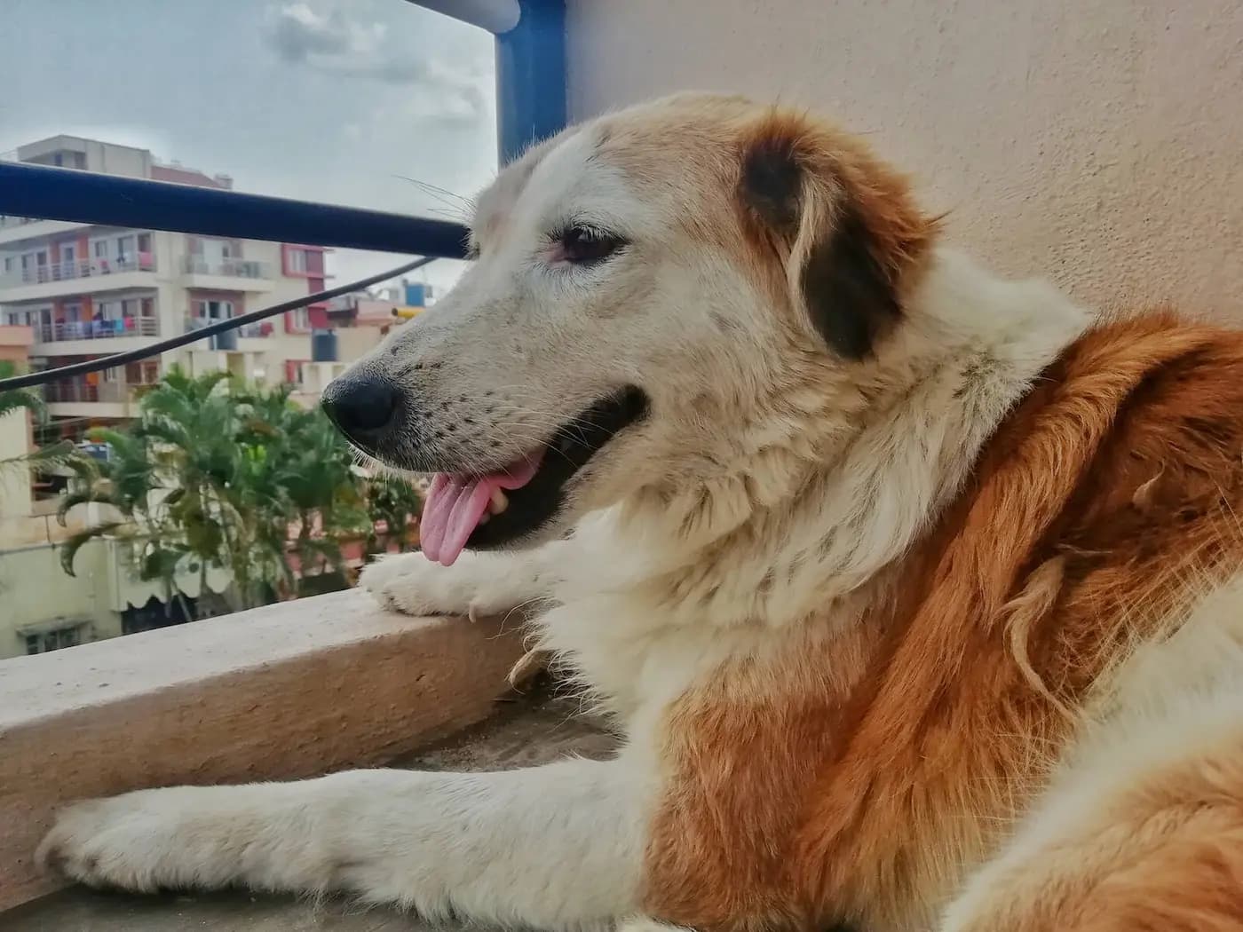 Aidi (Atlas Mountain Dog) breed photo